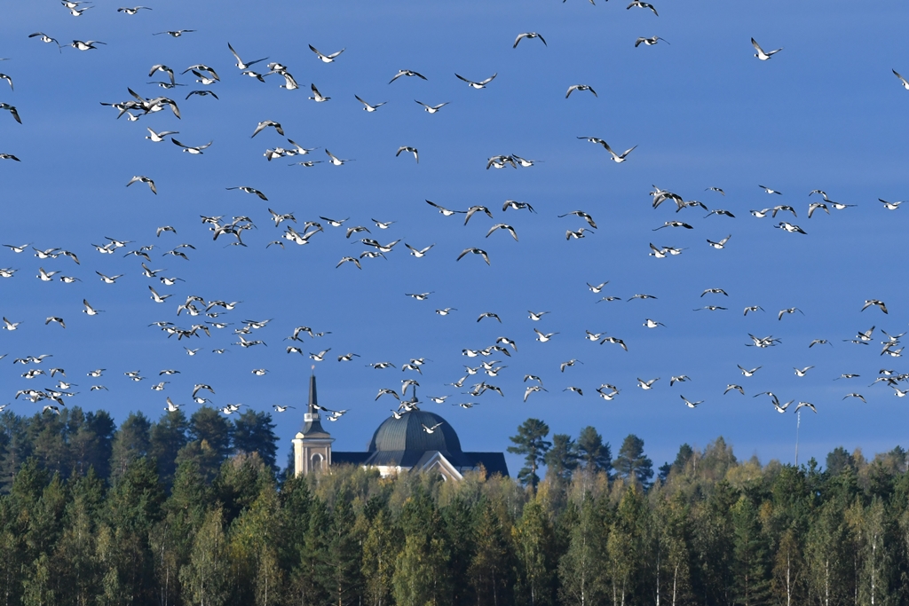 Valkoposkihanhia Oravilahdella, taustalla Rääkkylän kirkko