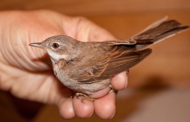 Pensaskerttu Pensaskerttu