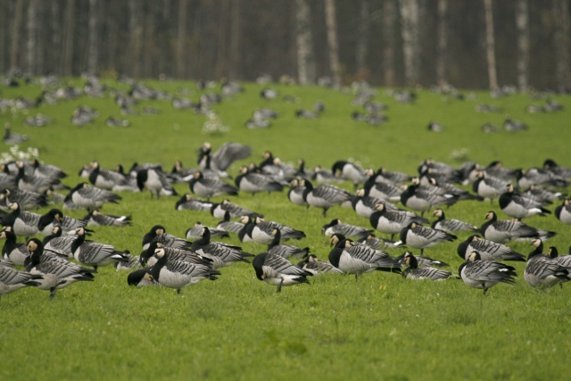 Valkoposkihanhet Valkoposkihanhet