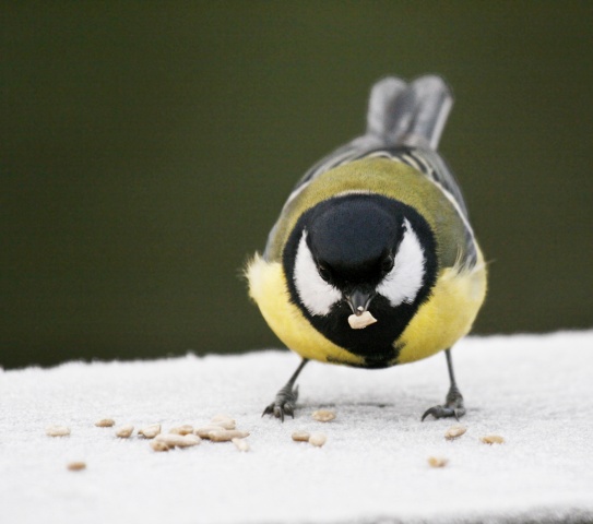 Talitiainen Talitiainen