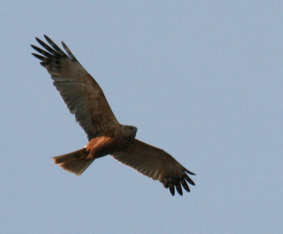 sysma-haukka.jpg sysma-haukka.jpg