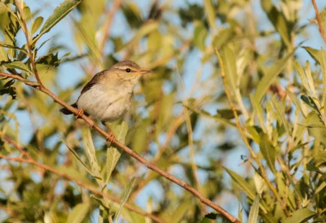 _MG_1186.jpg _MG_1186.jpg