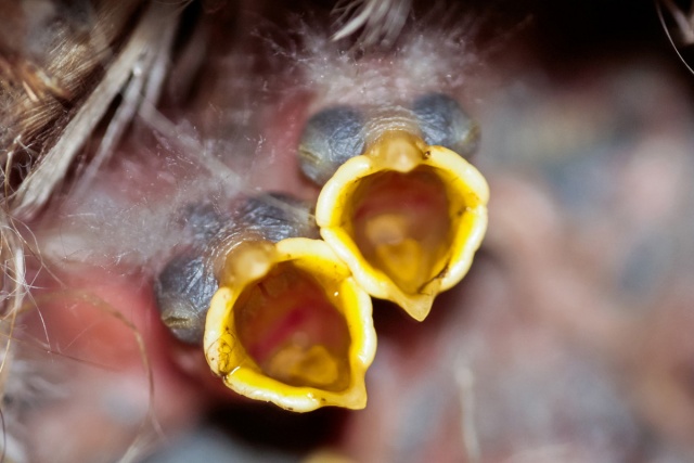 RUOKAAAAA! RUOKAAAAA!