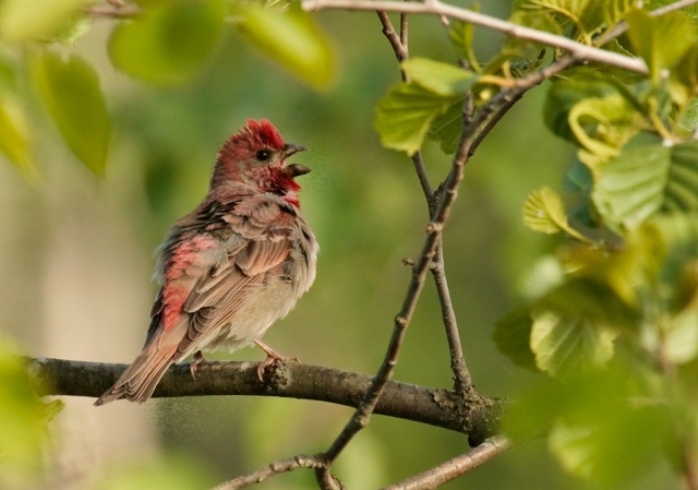 Punavarpunen koiras Punavarpunen koiras