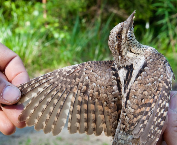 Käenpiika Käenpiika