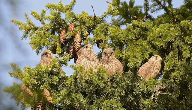 Tuulihaukan pojat Tuulihaukan pojat