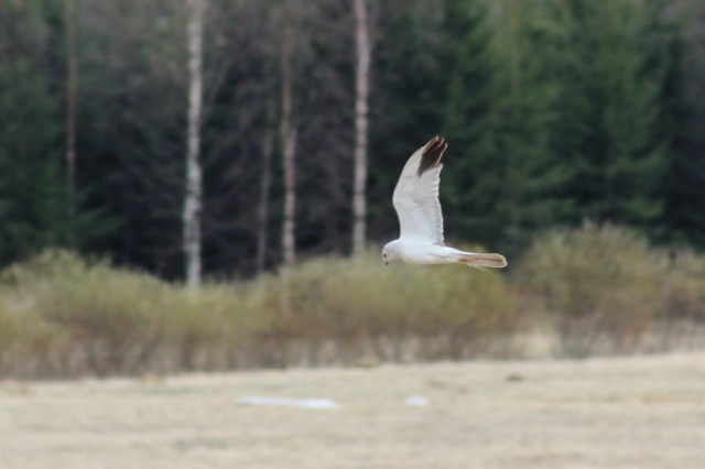 Arosuohaukka Arosuohaukka