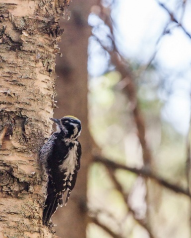 Pohjantikka Pohjantikka