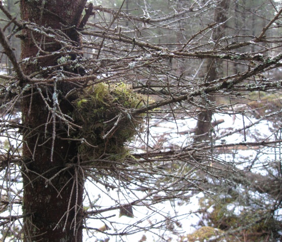 Pesä-Eno-Koivuvaara-5.5.2010.jpg Pesä-Eno-Koivuvaara-5.5.2010.jpg