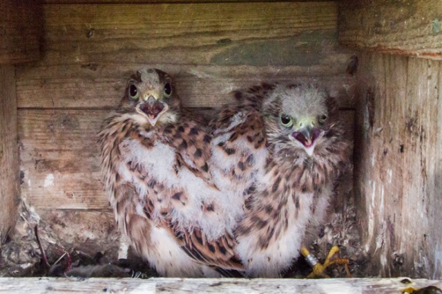 aukat-6.jpg aukat-6.jpg