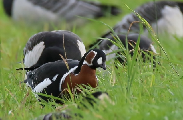 Punakaulahanhi Punakaulahanhi
