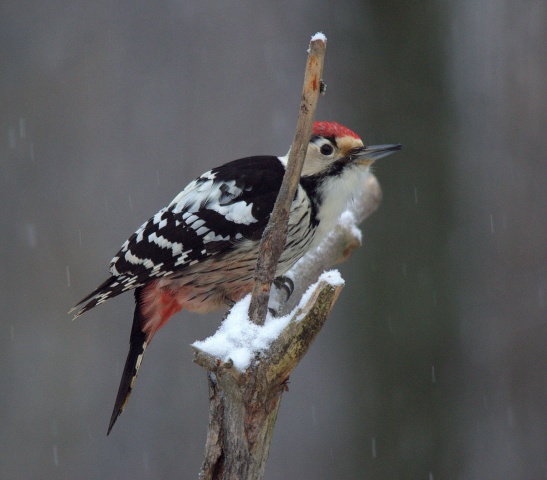Valkoselkätikka Valkoselkätikka