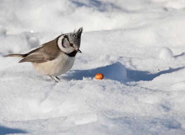 _MG_3012.jpg _MG_3012.jpg