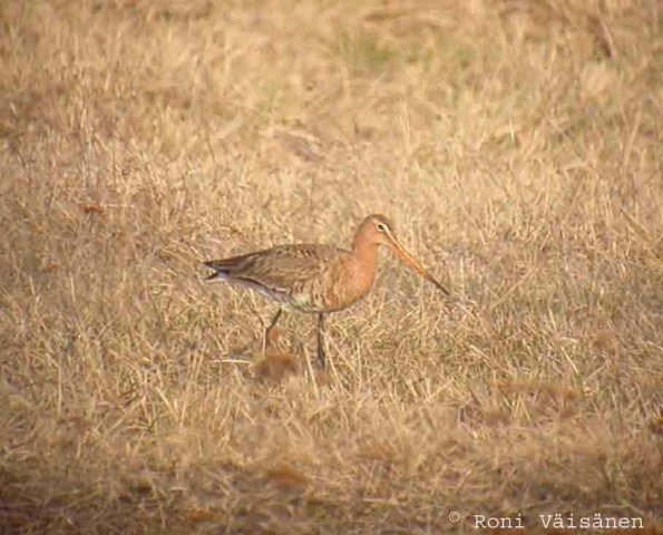Mustapyrstökuiri Mustapyrstökuiri