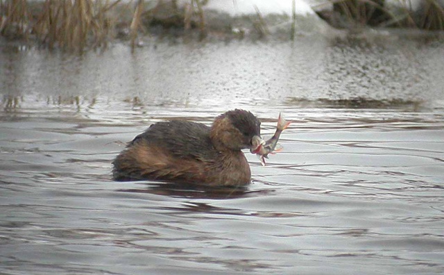 pikku-uikku-tacruf17.jpeg pikku-uikku-tacruf17.jpeg