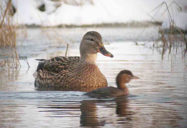 Sinisorsa ja pikku-uikku Sinisorsa ja pikku-uikku