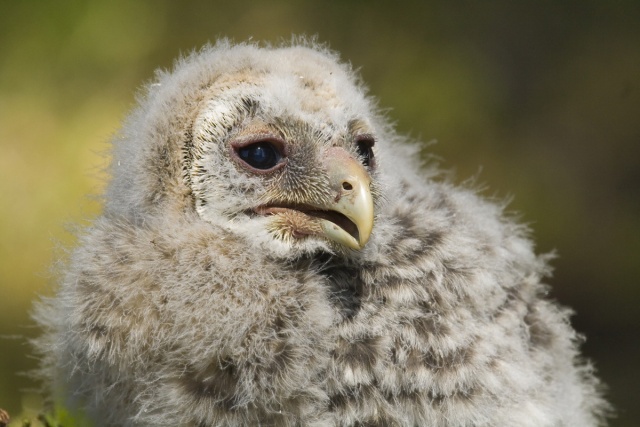 Viirupöllön poikanen Viirupöllön poikanen
