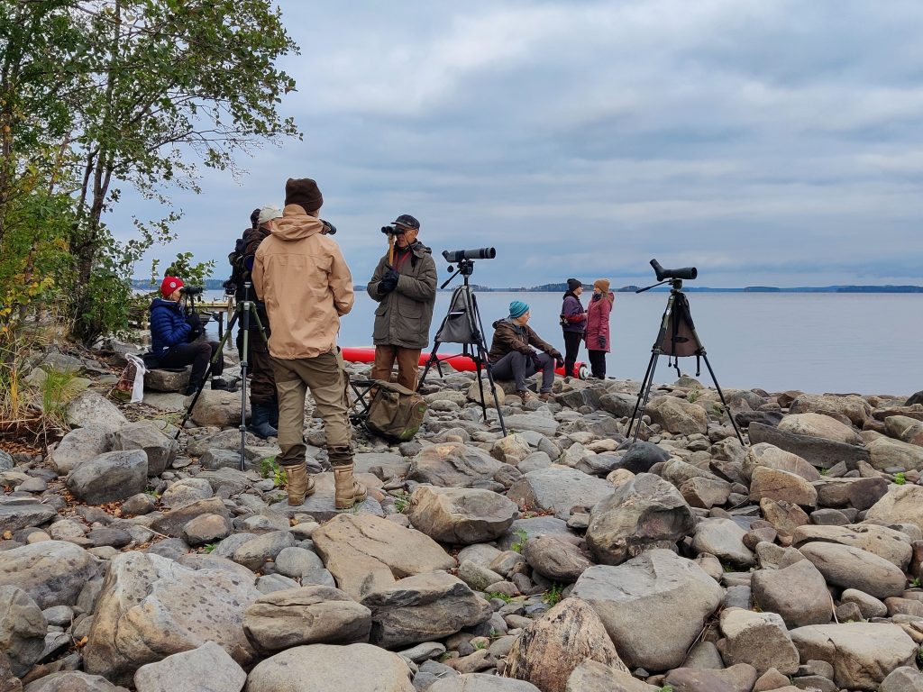 Havainnointia Vuoniemen kärjessä