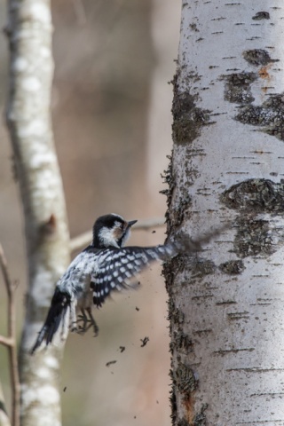 Pikkutikka Pikkutikka