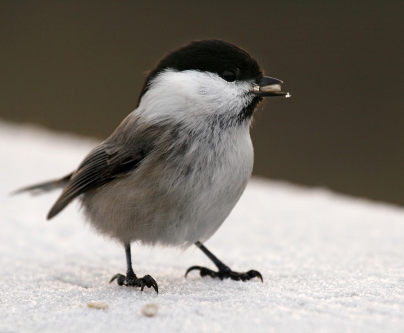 Hömötiainen Hömötiainen