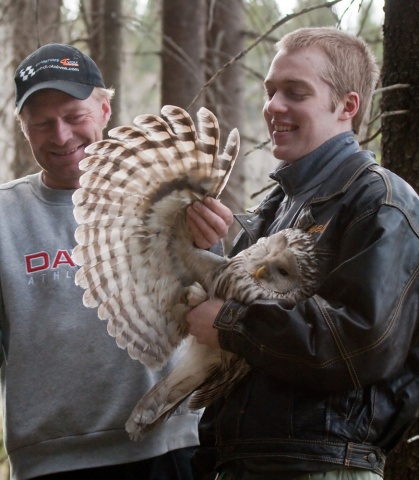 Viirupöllö Viirupöllö