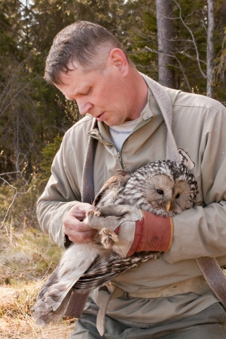 Viirupöllö Viirupöllö