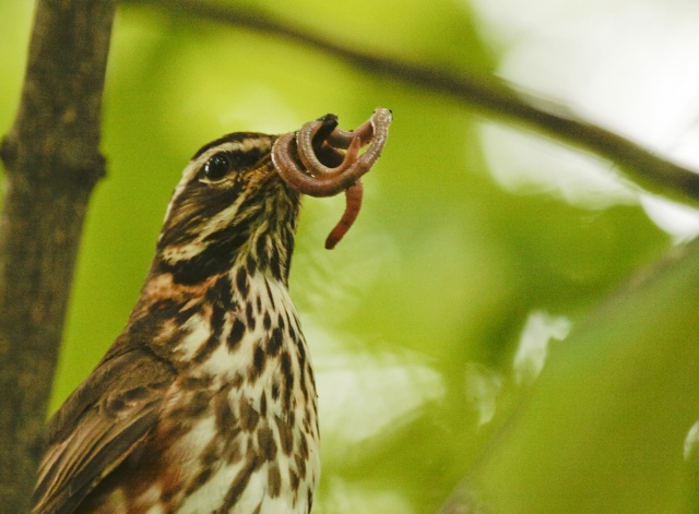 Punakylkirastas Punakylkirastas