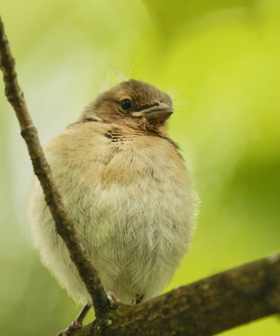 _MG_5375 (2).jpg _MG_5375 (2).jpg