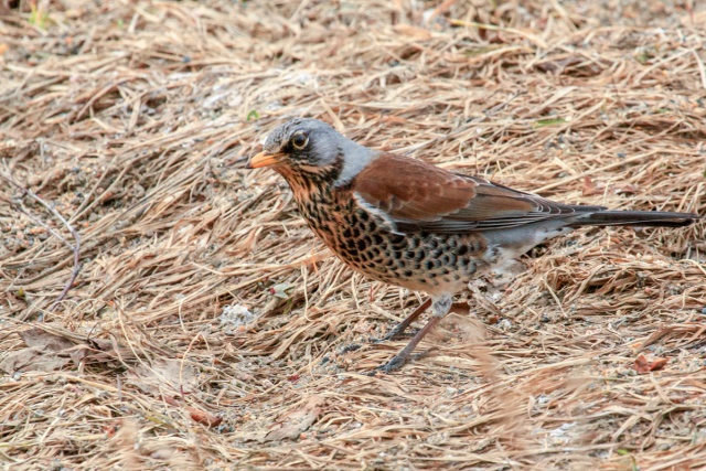 Räkättirastas Räkättirastas
