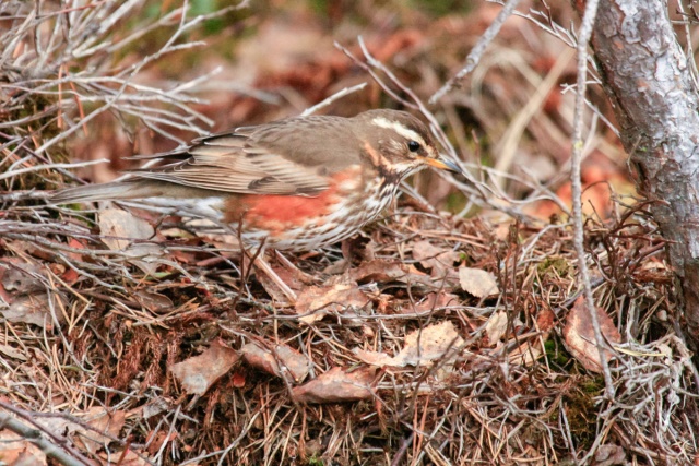 Punakylkirastas Punakylkirastas