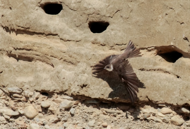 Törmäpääsky Törmäpääsky