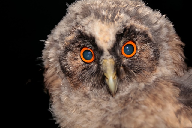 Värisilmä Värisilmä