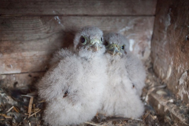 Tuulihaukat Tuulihaukat