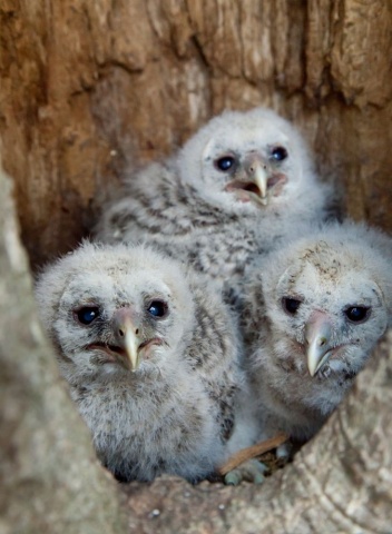 Menninkäiset kolossaan Menninkäiset kolossaan