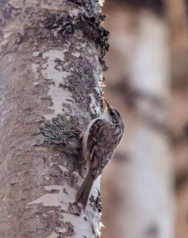 Puukiipijä Puukiipijä