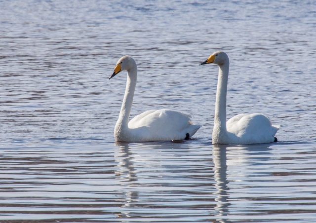 Laulujoutsen Laulujoutsen