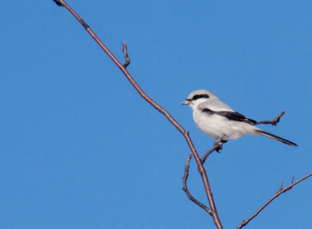 Isolepinkäinen Isolepinkäinen