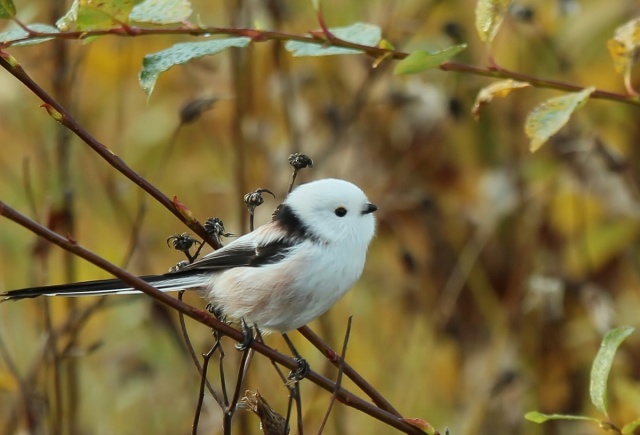 Pyrstötiainen Pyrstötiainen