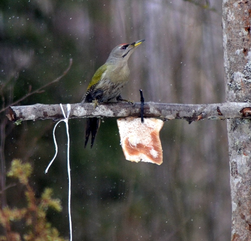 Harmaapäätikka Harmaapäätikka