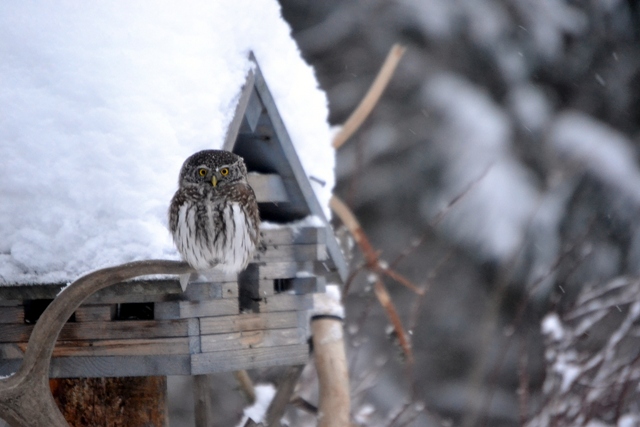 varpuspöllö varpuspöllö