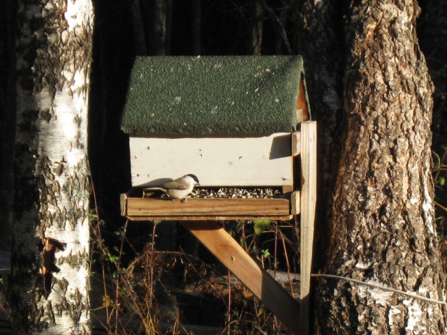 Viitatiainen Sarvingissa 22.10.2010 Viitatiainen Sarvingissa 22.10.2010