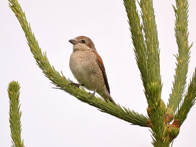 Pikkulepinkäinen Pikkulepinkäinen