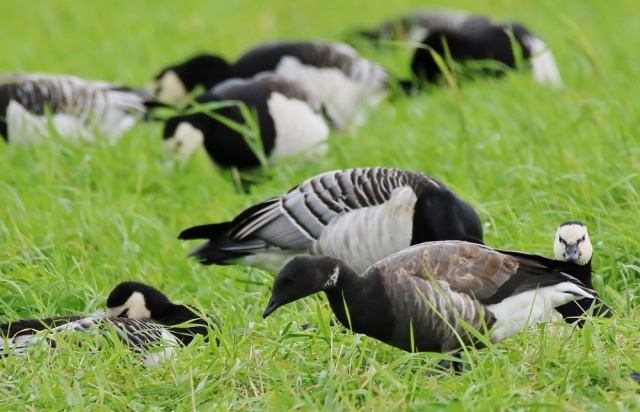 Sepelhanhi Sepelhanhi