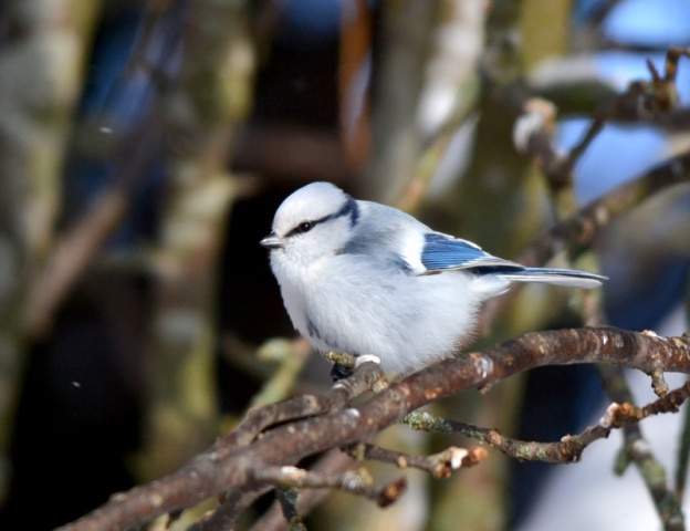 Valkopäätiainen Valkopäätiainen