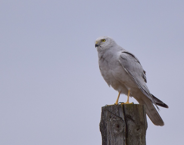 Arosuohaukka Arosuohaukka