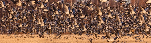 _MG_8643-3.jpg _MG_8643-3.jpg