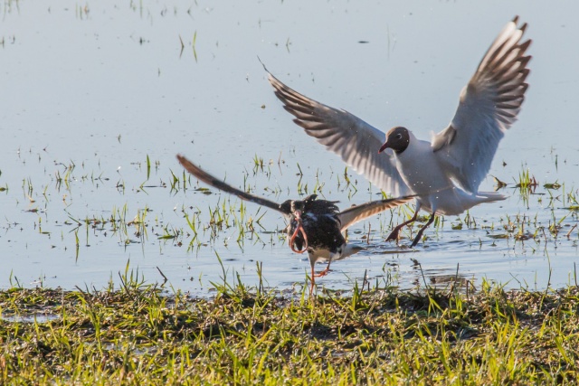 _TSO0381.jpg _TSO0381.jpg