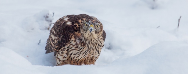 _MG_3836-p.jpg _MG_3836-p.jpg