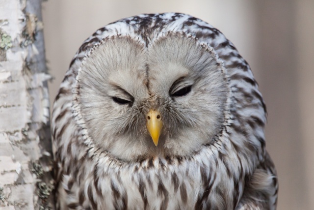 Viirupöllö Viirupöllö