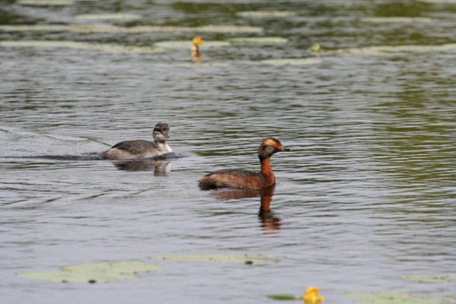 Mustakurkku-uikut Mustakurkku-uikut